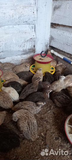 Курочки доминант