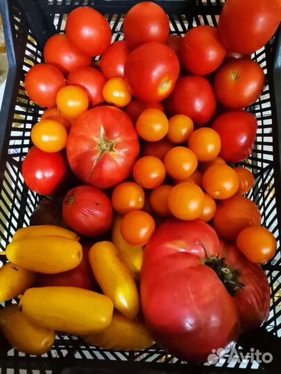 Огурцы и помидоры, кабачки