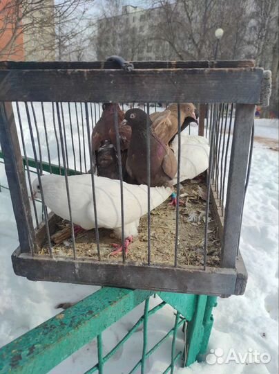 Продажа голубей