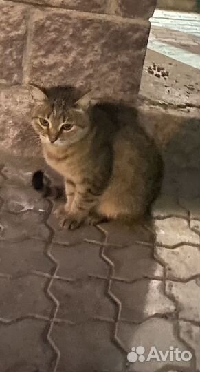Кошка в дар Нужна помощь