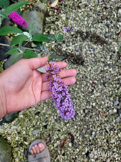 Буддлея давида