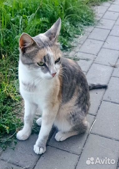 Трехцветное счастье в добрые руки