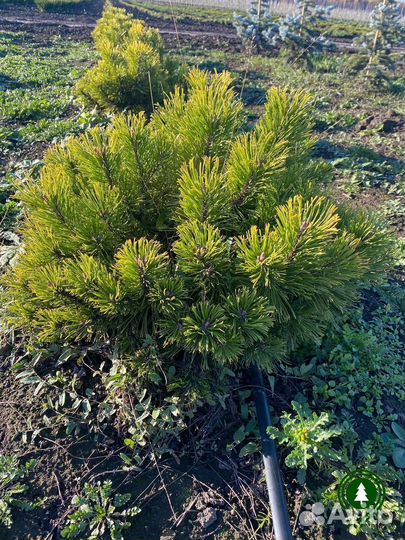 Сосна горная экстра качество