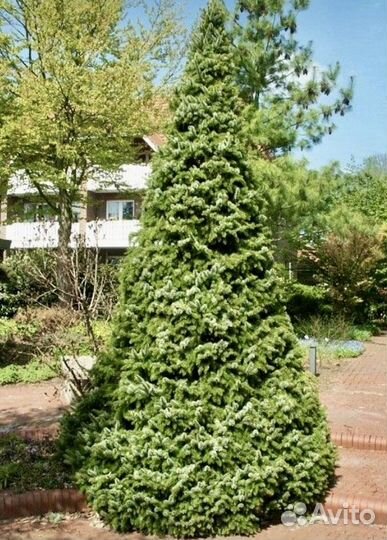 Ель сербская Цукерхат