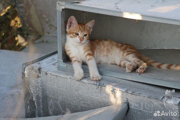 Отдам котят в добрые руки