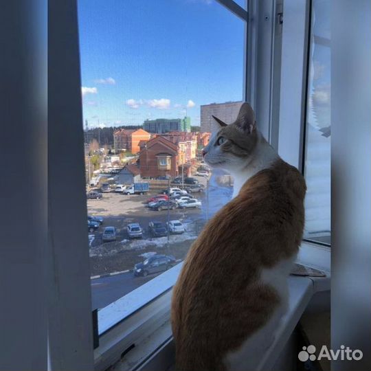 Москитная сетка Антикошка