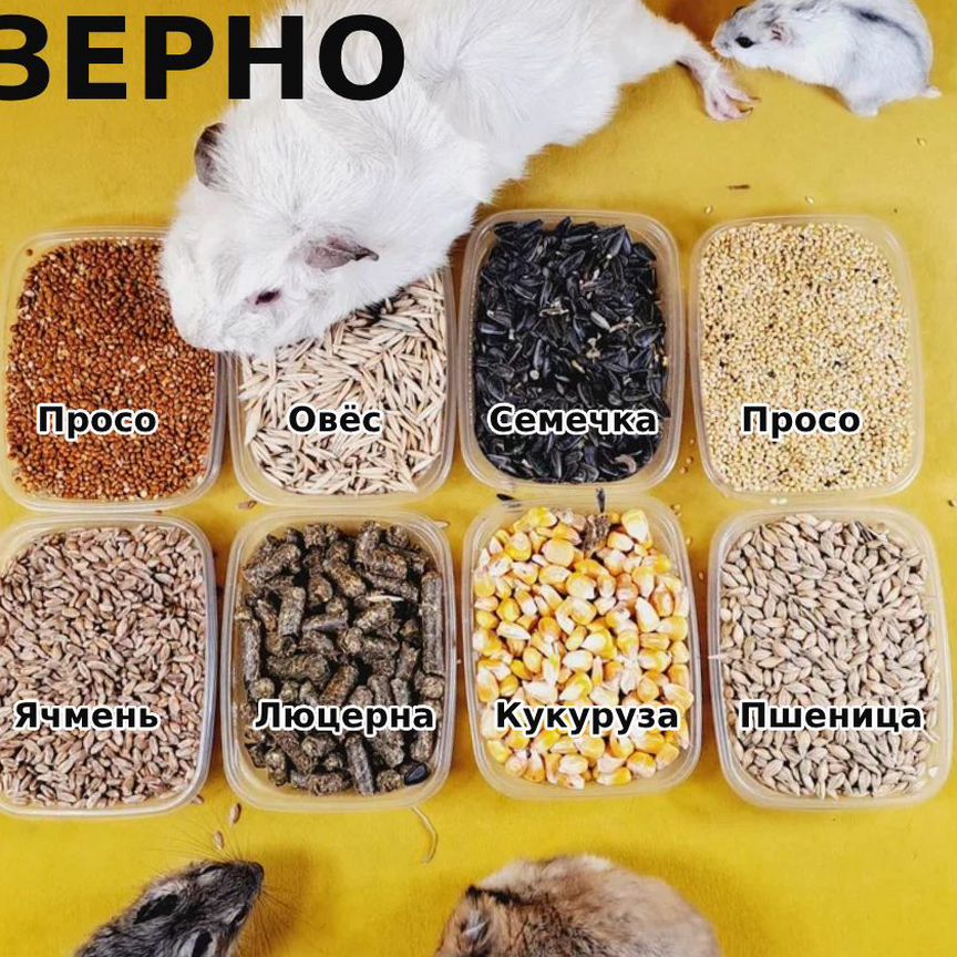 Корм для грызунов Зерно