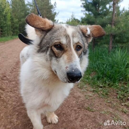 Маленькая собака в добрые руки