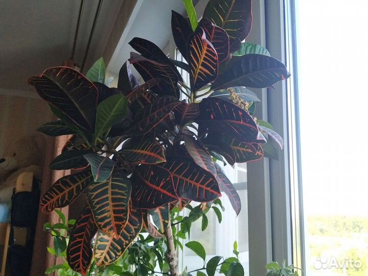 Кодиум кротон