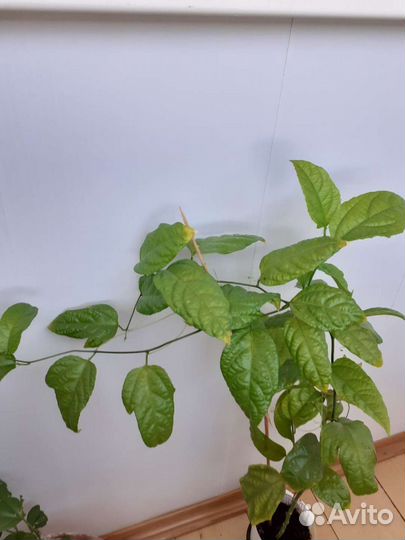 Maракуйя (пассифлора), филодендрон гитаровид