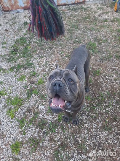 Ищем девочку Кане Корсо для случки