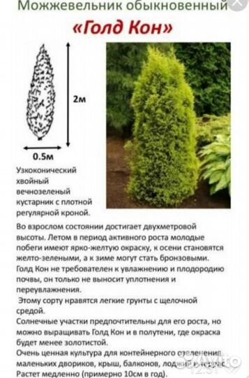 Можжевельники разных сортов голубые зелёные