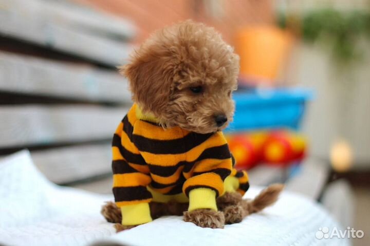 Мини той пудель