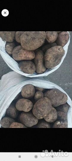 Картофель выращен без химии в деревне на огороде