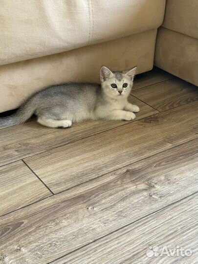 Котята шотландские вислоухие