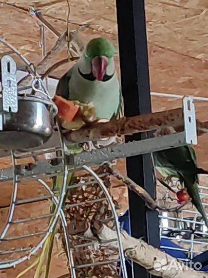 Зоопсихолог. Попугаи