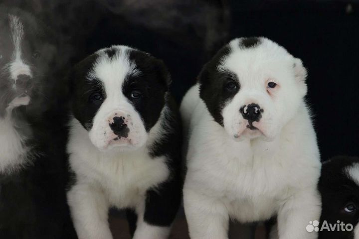 Купировка ушей и хвостов щенкам алабай