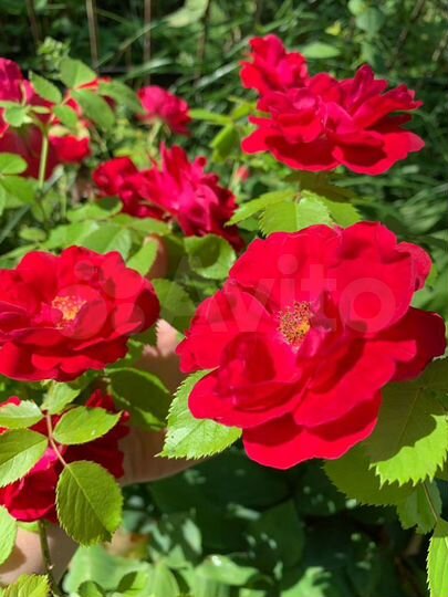 Дача 20 м² на участке 5 сот.