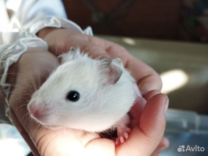 Сирийский хомяк 10р