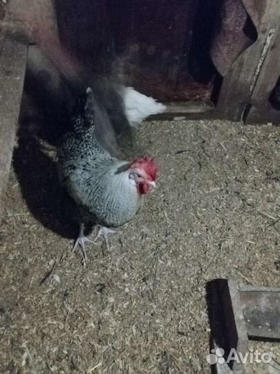 Петухи красавцы