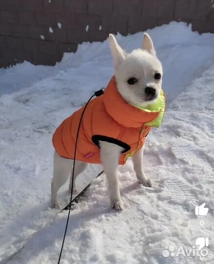 Одежда для собак маленьких пород жилетка и кофта