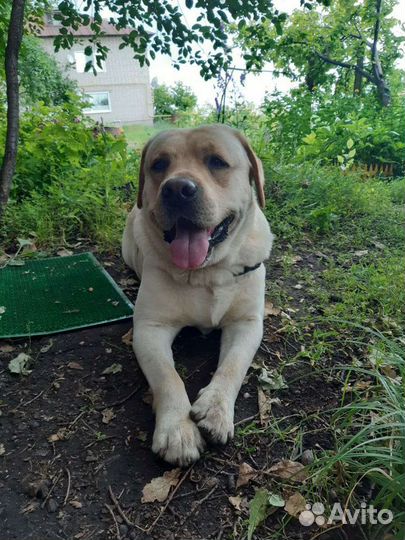 Лабрадор (вязка)