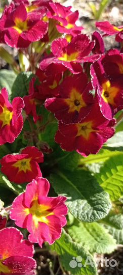 Почвопокровные растения