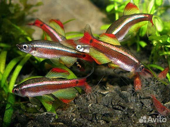 Кардинал рыбка