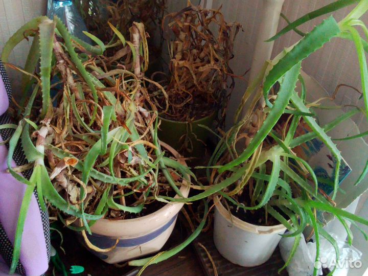 Цветы комнатные