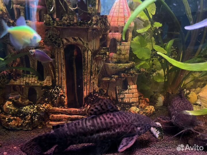 Аквариумные рыбки сомики