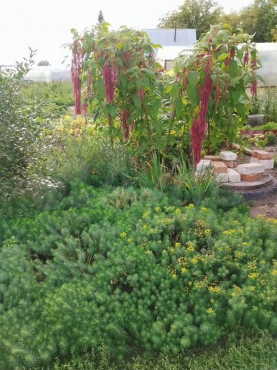 Участок 6 га (СНТ, ДНП)