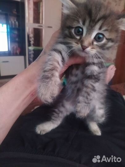 Отдам котенка мальчик