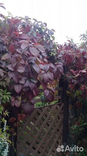 Клематис и девичий виноград