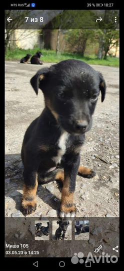 Собаки бесплатно