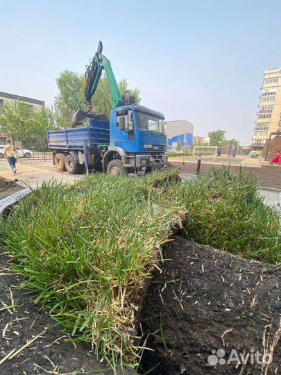 Рулонный газон стандарт с укладкой