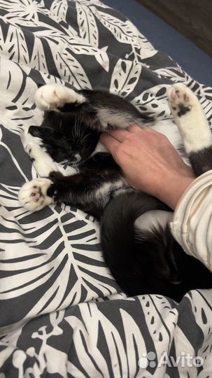 Взрослая кошка