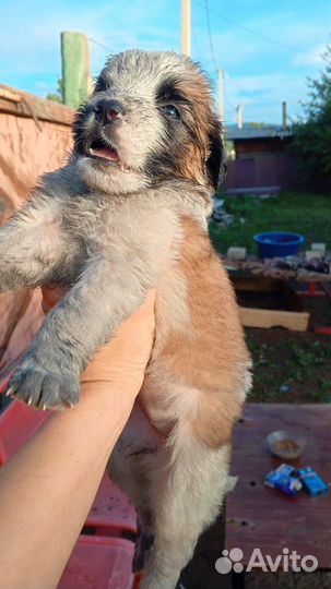 Домашние животные собаки щенки