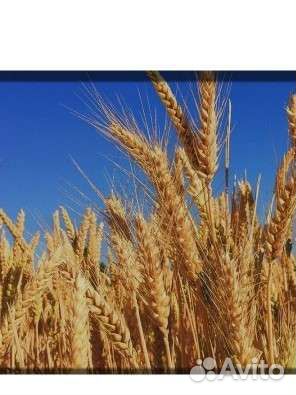 Пшеница