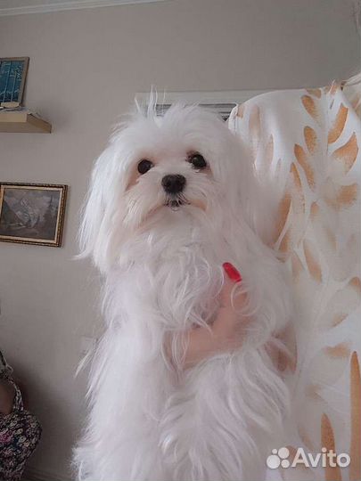 Болонка, микро собачка 1,5года