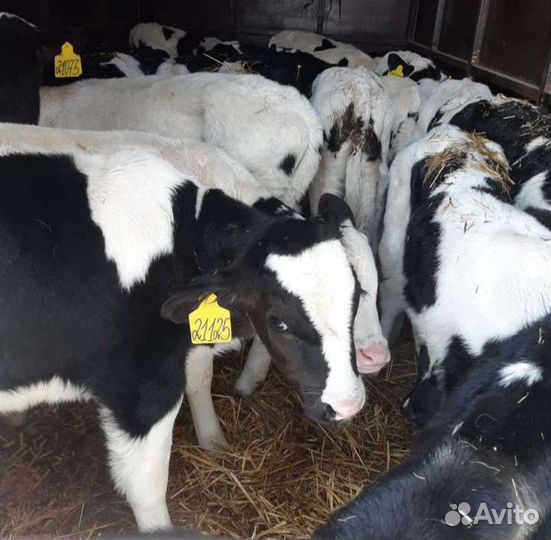 Бычки на откорм.помесние