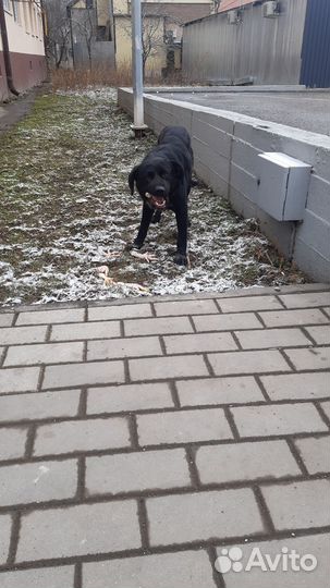 Лабрадор потеряшка