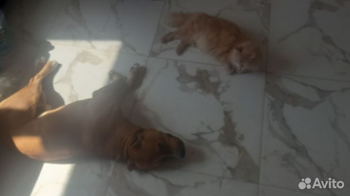 Нормальный парень ищет невесту