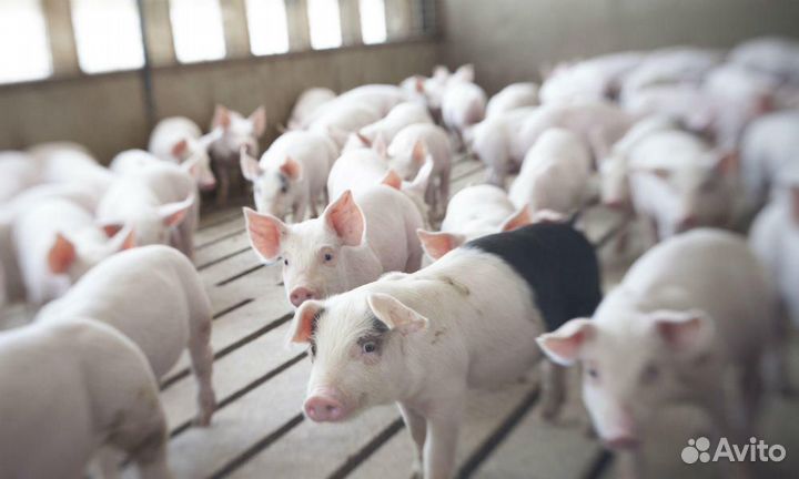 Работник на свинокомплекс (Вахта)