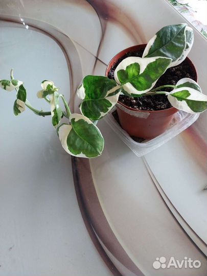 Продам цветы комнатные