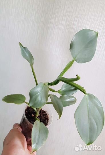 Филодендрон Грэй/ Силвер