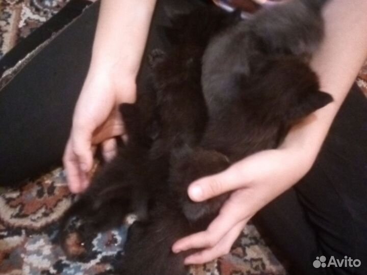 Котята в добрые руки