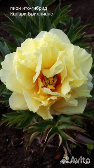 Желтые и другие пионы ито - гибриды