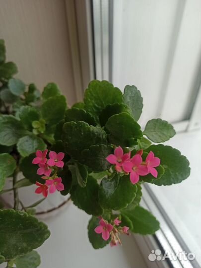 Хоя, кислица, каланхое