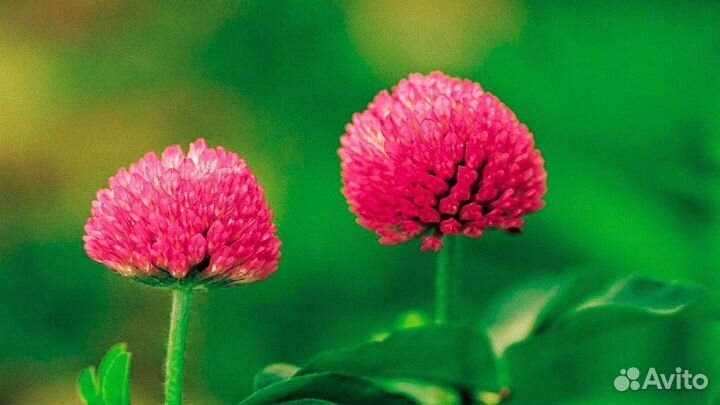 Клевер красный (семена)