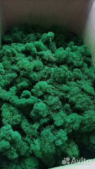 Мох, Папоротник стабилизированные